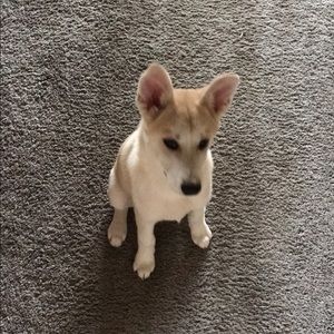 Meet your Posher, Angelo